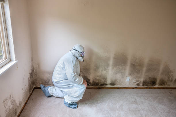 Best Toxic Mold Removal  in Forest City, NC